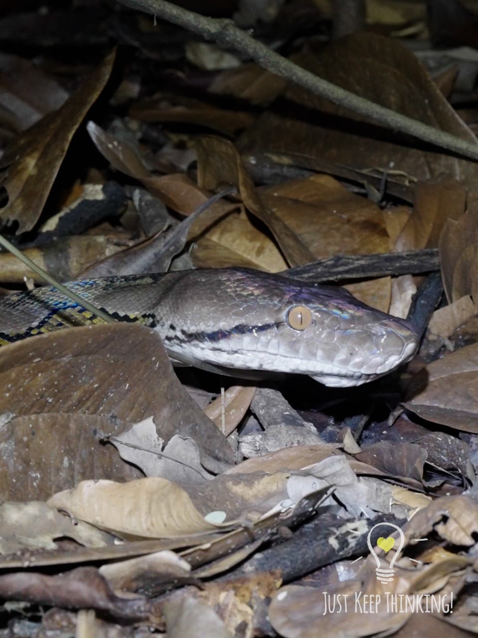 07_Reticulated Python_GradedJKT