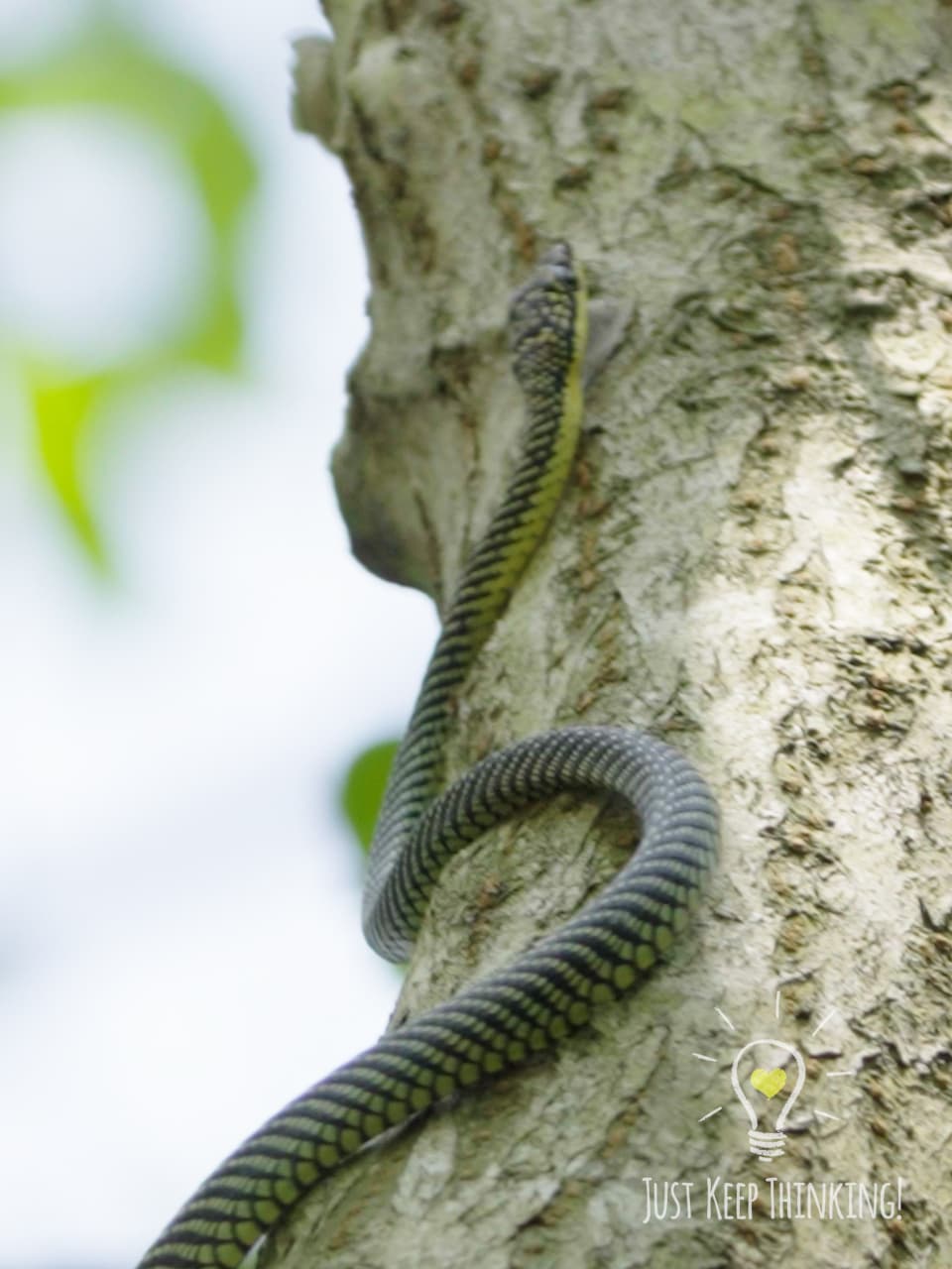 08_Paradise Tree Snake_GradedJKT