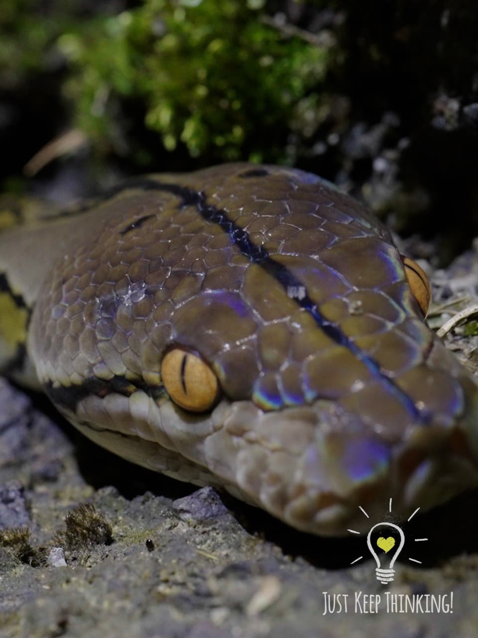 08_Reticulated Python_GradedJKT