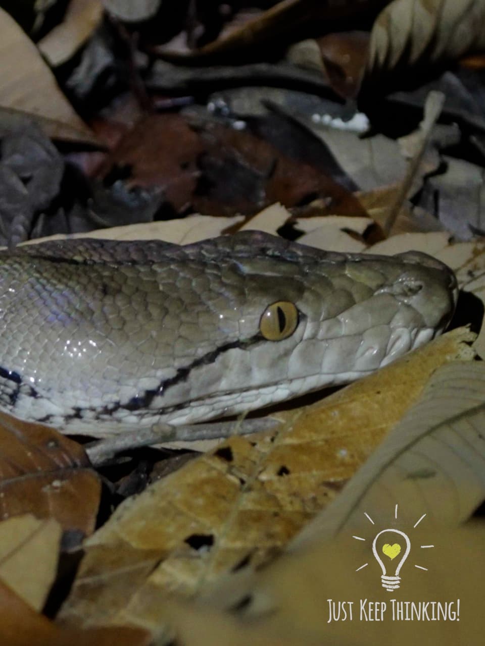 09_Reticulated Python_GradedJKT