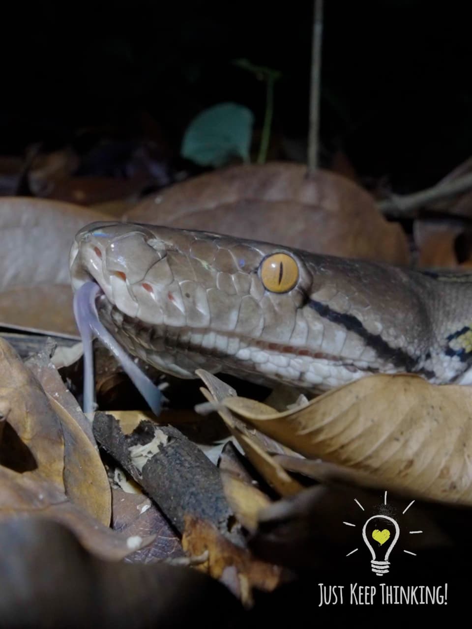 11_Reticulated Python_GradedJKT