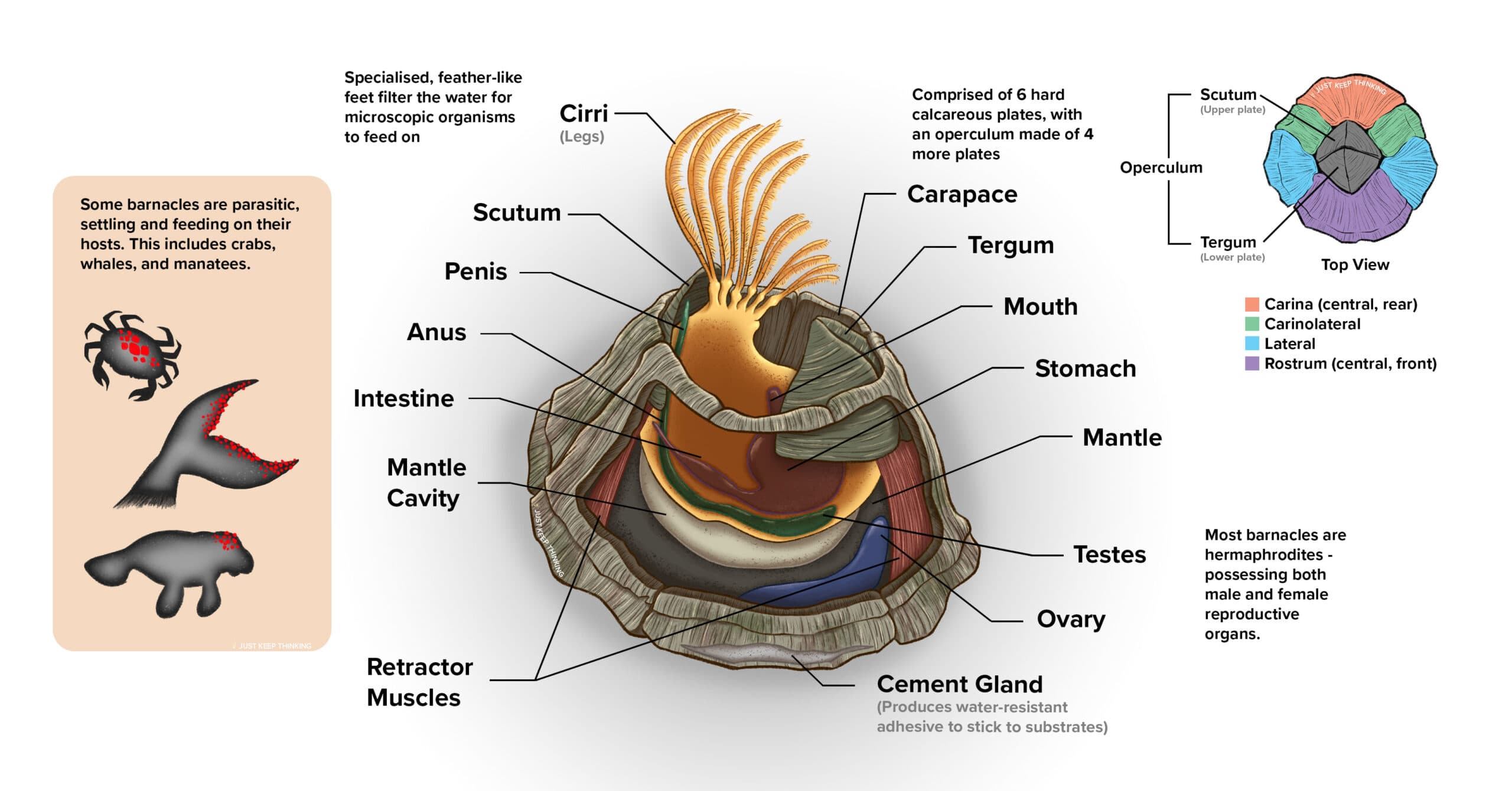 Barnacles anatomy