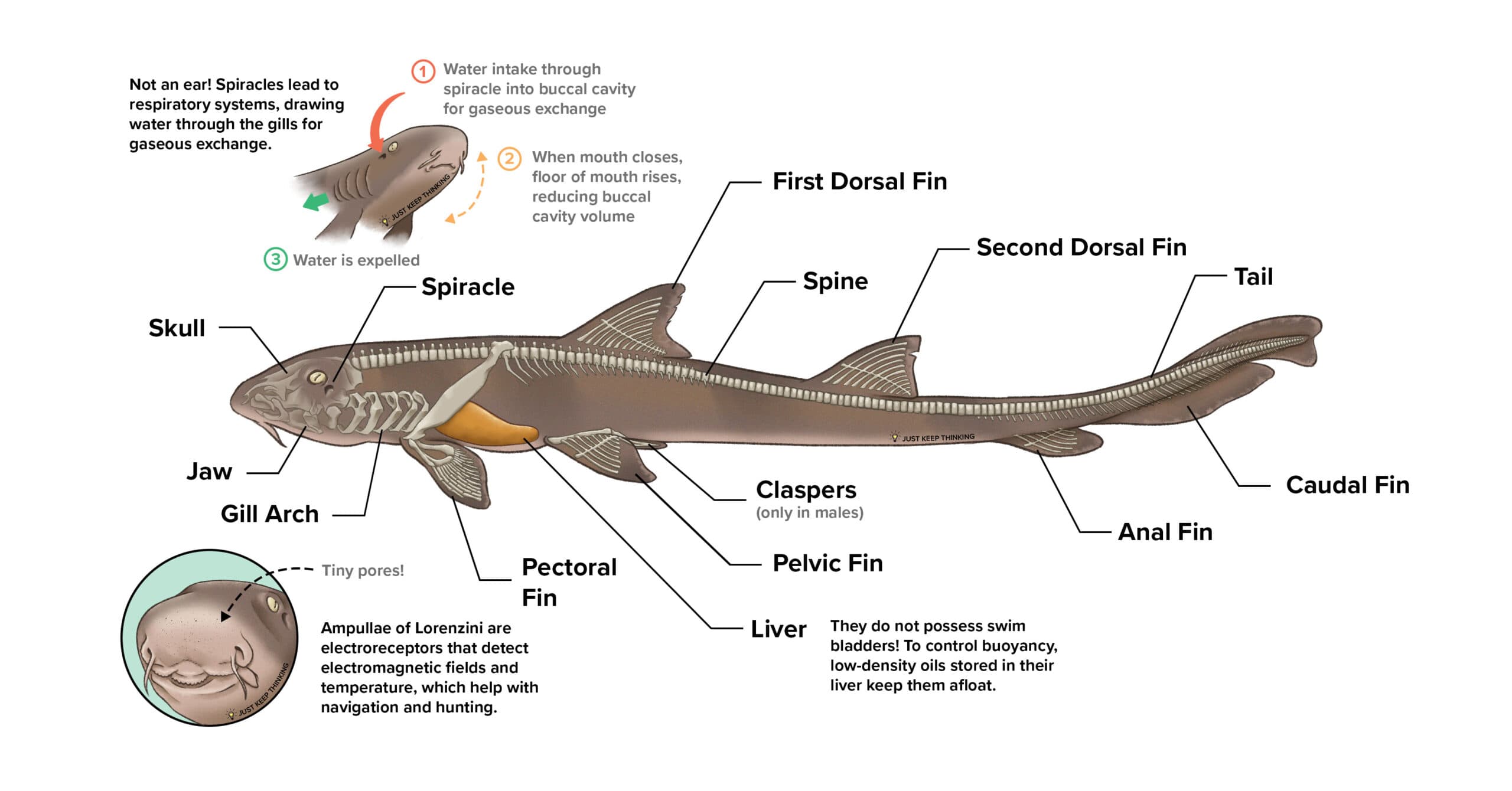 Cartilaginous Fishes anatomy