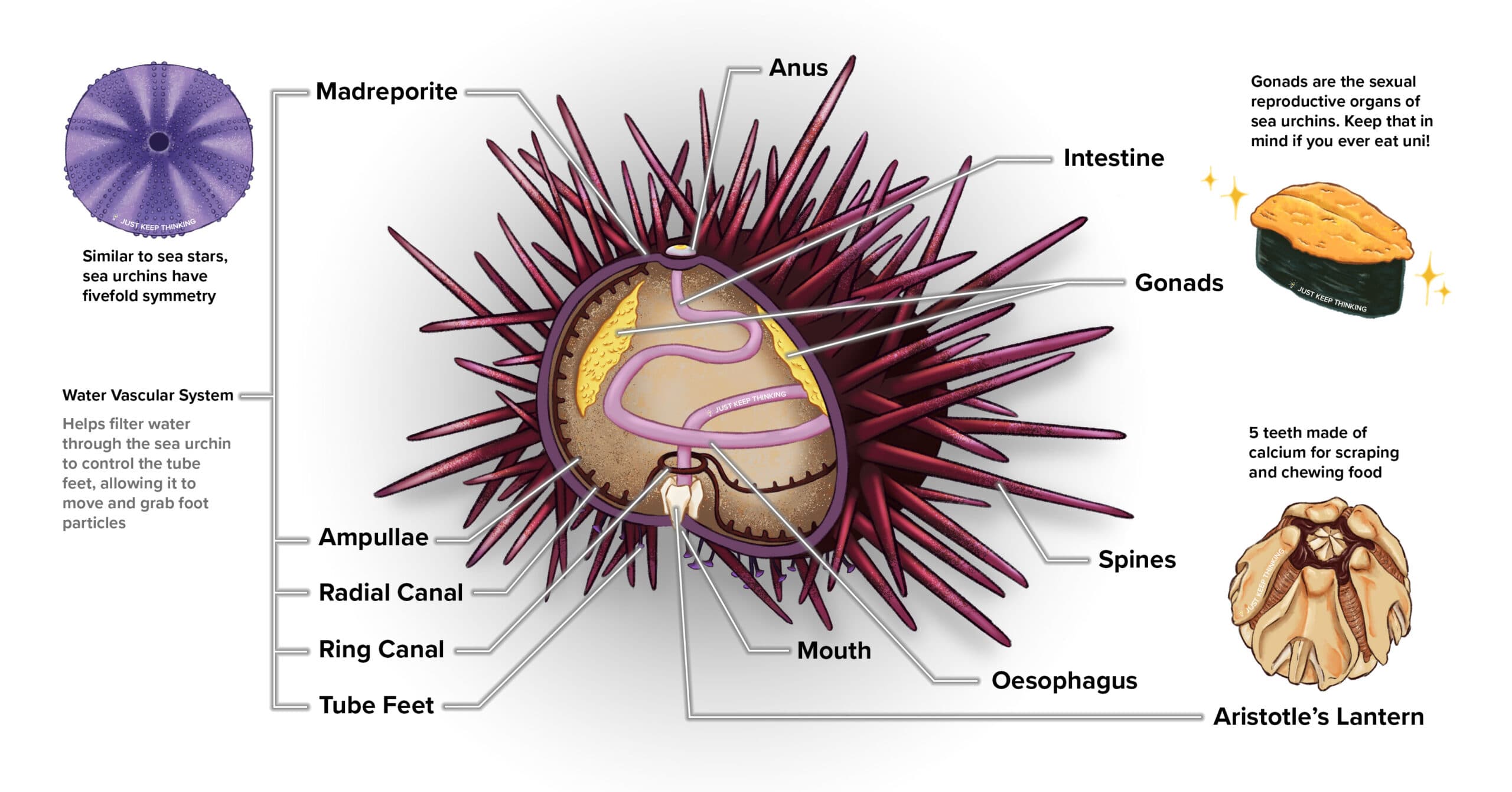 Sea Urchins anatomy